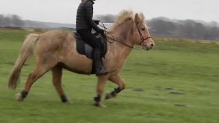 Gangen van een paard inclusief tölt en telgang [upl. by Shultz97]