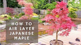 How to Air Layer a Japanese Maple [upl. by Seftton]