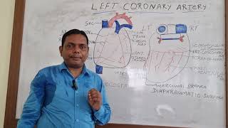 LEFT CORONARY ARTERY ARTERY SUPPLY OF HEART HEART ANATOMY [upl. by Ajiam]