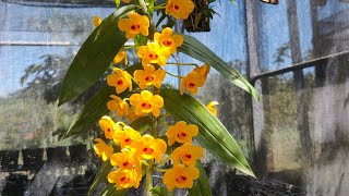 Lan Phi Điệp Vàng Dendrobium chrysanthum  Toán Ròm Garden [upl. by Emelyne]