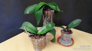 Recuperar Orquídeas Trasplante de Orquídeas Phalaenopsis 12 [upl. by Surtemed]