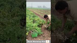 Hard Working Day 644 Groundnut Cultivation Process [upl. by Etteragram]