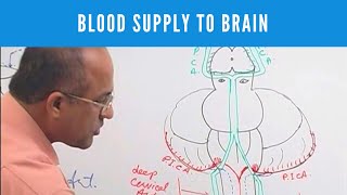 Blood Supply to Brain  Circle of Willis  Neuroanatomy [upl. by Yendic]