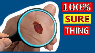 ULTIMATE Bed Bug Solution AMAZING This ALWAYS works [upl. by Maier]