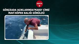 Türk balıkçı Gökçeada sularında ‘mako’ cinsi mavi köpekbalığı buldu  Nokta Gazetesi [upl. by Ob]