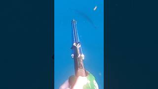 Big fish speared and hunted go check out the full video [upl. by Neumeyer501]