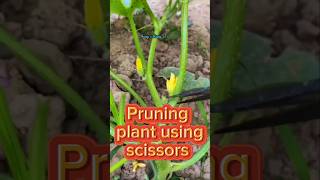 Pruning gamit ang gunting gardening freeclip myvideo [upl. by Gensler]