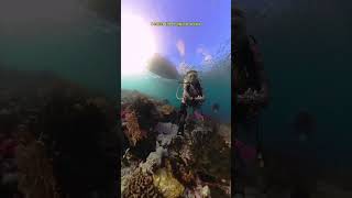 Scuba diving in South Halmahera Indonesia ✨️💖 [upl. by Terrance]