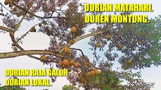 Durian Matahari Durian Monthong Durian Raja Galuh Durian Lokal [upl. by Nilyak]