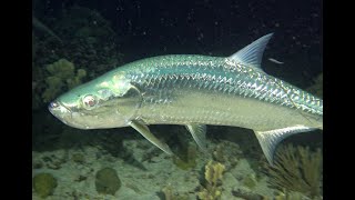 Tarpon Night Dive [upl. by Beverle574]