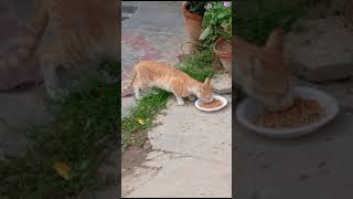 cat careforanimals catlover savestreetanimals animallover hungrycats cutecat [upl. by Melvyn]