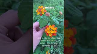 Lantana  weed plant bagichabasics plants gardening nature [upl. by Kella]