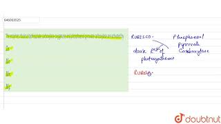 The enzymes ribulose biphosphate carboxylaseoxygenase and phosphoenol pyruvate carboxylase are [upl. by Schuster150]