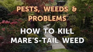 How to Kill Marestail Weed [upl. by Nauqyaj509]