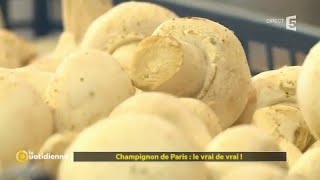 Champignon de Paris  le vrai de vrai [upl. by Crescint]