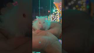 syrian hamster 🐹🎀hamsters hammy diwalivibes petlover pets cutie [upl. by Yellehs]