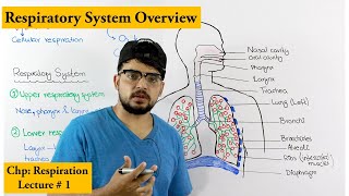 Respiratory system introduction and Overview [upl. by Filler124]