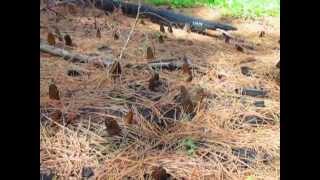 Morel Mushroom Hunting in a Washington State burned forest [upl. by Swee]