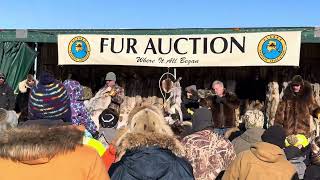 Fur Auction at Rondy [upl. by Akirdnuhs]