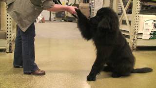 Beaumont the Newfoundland Puppy graduates from Obedience School [upl. by Akiaki801]