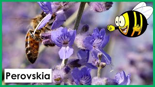 Abeilles en frénésie sur le Perovskia [upl. by Filler]