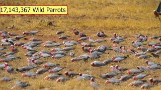 Australian Farmers Deal With Over 17 Million Wild Parrots This Way  Australian Farming [upl. by Auj]