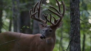 Seek  One  Episode 2  Atlanta Deer Hunting [upl. by Eatnoid]