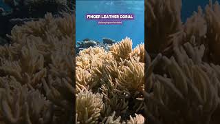 Massive Finger leather Coral in the Wild shorts ocean aquarium nature coral [upl. by Anitselec]