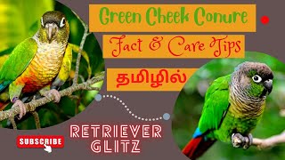 GreenCheekConure review in Tamil Green Cheek Conure Talking amp Sounds ConureBirdsfriendlybirds [upl. by Assylla520]