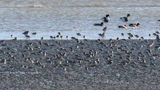 Waders on the tide line  Pegwell [upl. by Diet190]