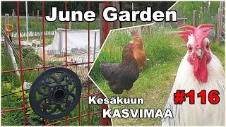 June Garden Tour Near the Arctic Circle Episode 116 Finnish Homestead [upl. by Malley953]