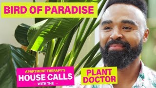 A Bird Of Paradise Named Rhianna  House Calls With The Plant Doctor  Apartment Therapy [upl. by Aerdma]