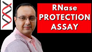 RNase Protection Assay  Transcriptome Analysis [upl. by Heyer814]