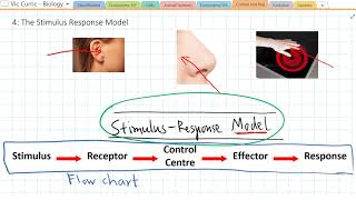 What is the Stimulus Response Model [upl. by Nitsirhc178]