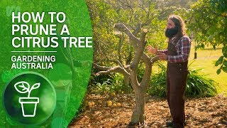 How to Prune a Citrus Tree  Citrus  Gardening Australia [upl. by Alexandre926]