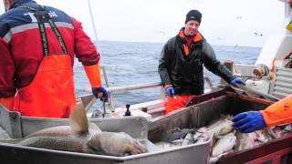 Skrei fishing in Norway [upl. by Ikiv]