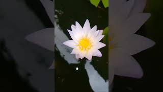 Pygmy waterlily nature relaxingsound plants shortvideo 😌😌❤️ [upl. by Ethelbert]