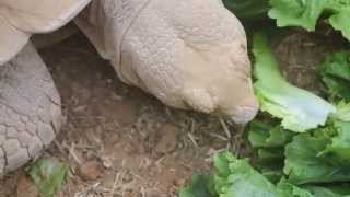 Egyptische landschildpad voedermoment  Kleinmanns tortoise feedingmoment ZOO Antwerpen [upl. by Selegna]