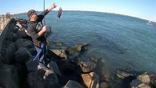 Tog Fishing Barnegat Inlet  November 2024 [upl. by Aehtorod]