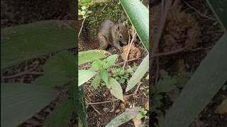 The Enchanting Nilgiri squirrel in Ootywildlifeshortsfeed [upl. by Cavan59]