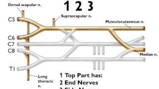 Upper Limb and Brachial Plexus [upl. by Nagle]