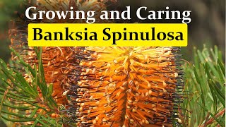 Growing and Caring Banksia spinulosa Hairpin Banksia [upl. by Vi]