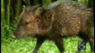 Plucky Peccaries Pig Out [upl. by Pitt]