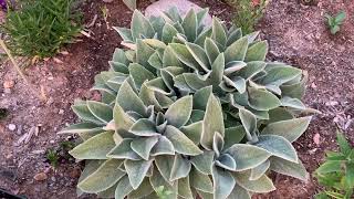 Easy to care for Stachys byzantina Helen Von Stein Lamb’s Ear  NMHighDesertGarden [upl. by Sluiter]