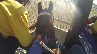 Trey Ellis trained horse jockey cam [upl. by Adnic988]