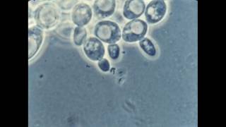 57 Budding of Yeast Cells [upl. by Gideon454]