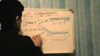 Glykolysen och Citronsyracykeln Biologi B [upl. by Adnalohs]