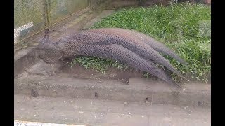 Pheasant Rheinardia ocellata live at the zoo  birds on the world [upl. by Rodman]