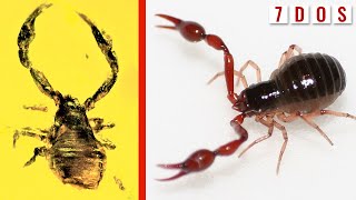 50 MillionYearOld Pseudoscorpion Found Trapped in Amber  7 Days of Science [upl. by Suiramaj]