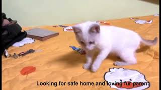 Playful Blind Kitten  Looking for safe and loving home to adopt [upl. by Hannej250]